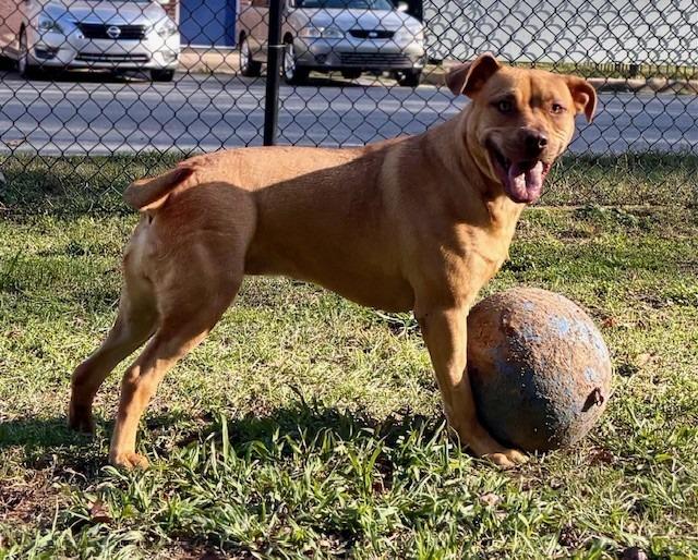 Savannah, Adoptable, Young Female Labrador Retriever.
