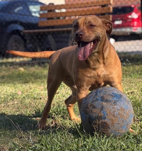 Savannah, Adoptable, Adult Female Labrador Retriever.