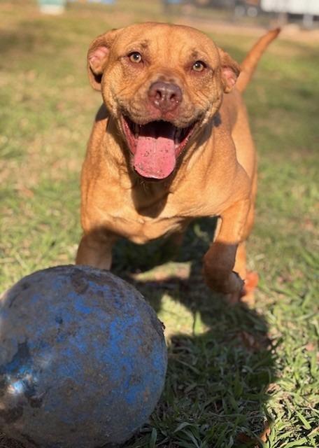 Enlarge Savannah, a Adoptable Labrador Retriever in Little Rock, AR image 2/3