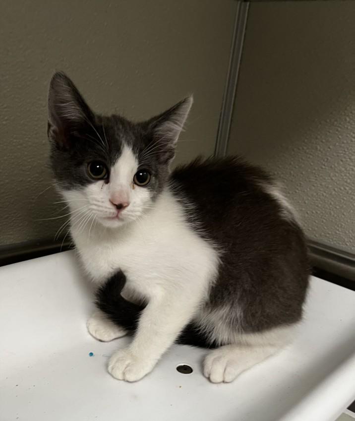 ROBIN, Adoptable, Kitten Male Domestic Short Hair.