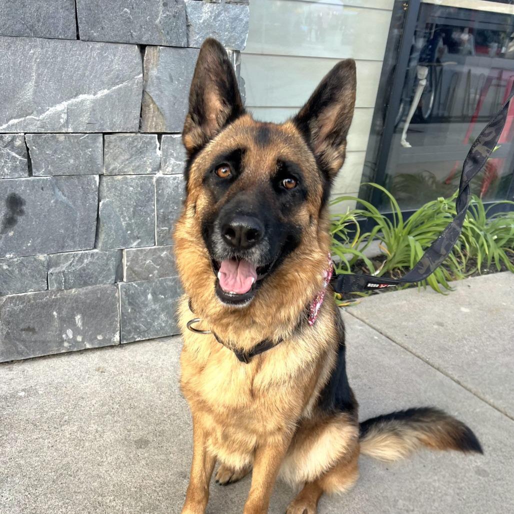 Bella, Adoptable, Adult Female German Shepherd Dog & Shepherd.