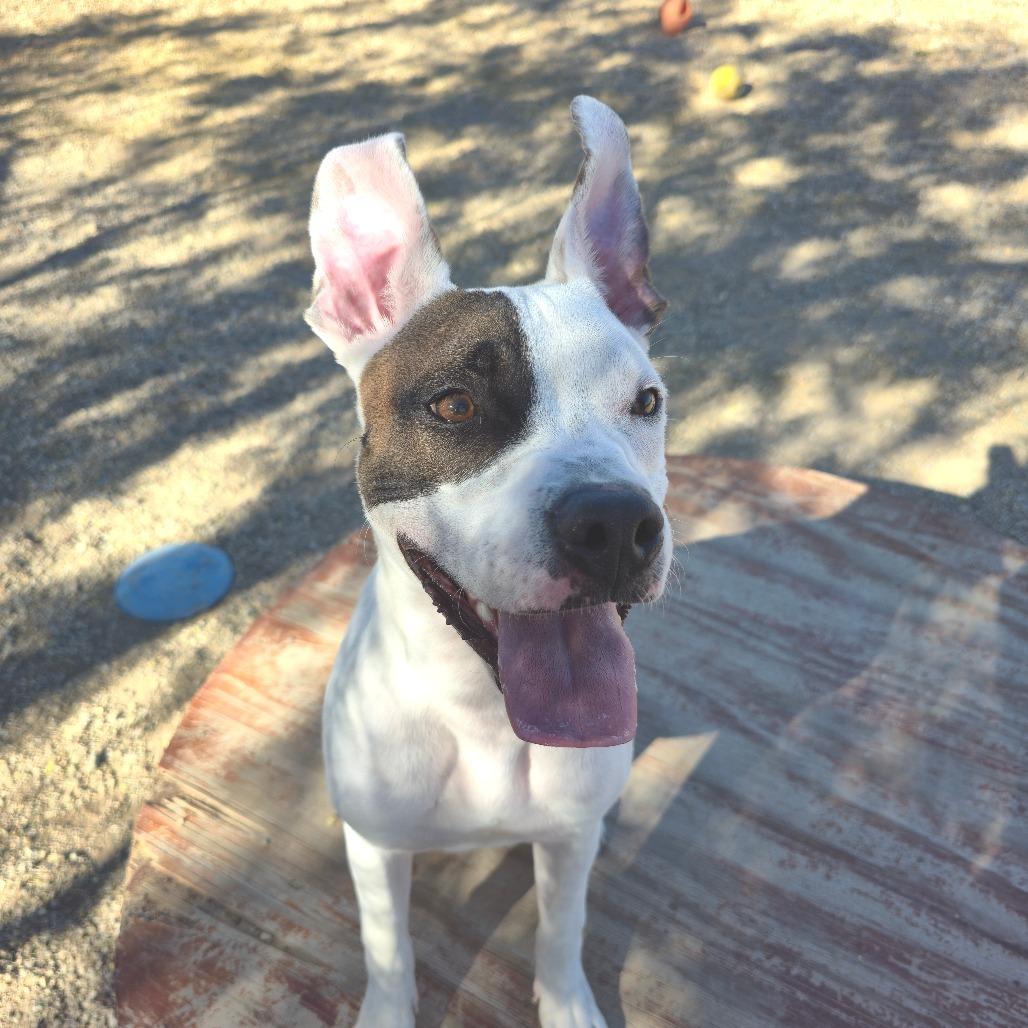 Enlarge Denny, a Adoptable mixed breed in Wickenburg, AZ image 1/3
