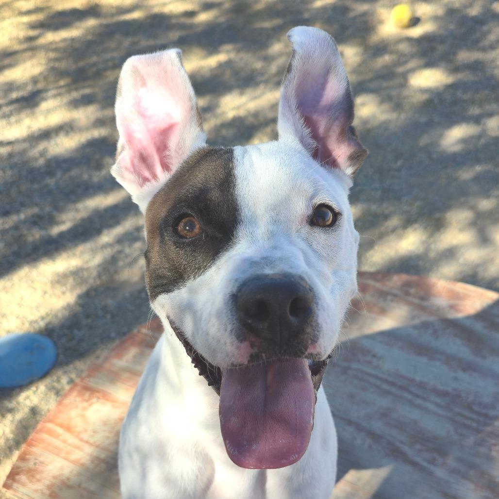 Enlarge Denny, a Adoptable mixed breed in Wickenburg, AZ image 2/3