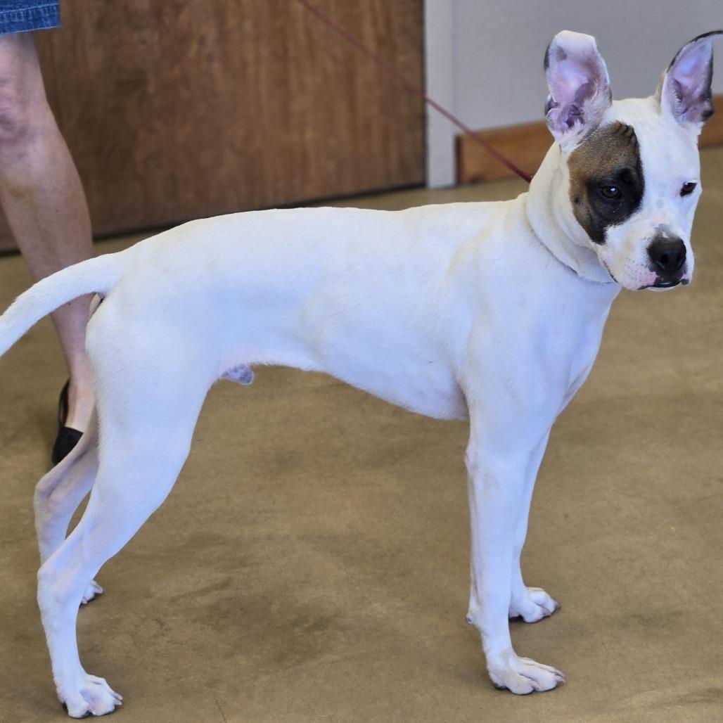 Enlarge Denny, a Adoptable mixed breed in Wickenburg, AZ image 3/3