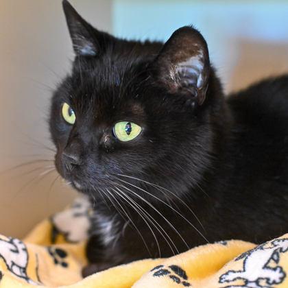 Elaine in Maine, ADOPTABLE, Senior Female Domestic Short Hair.