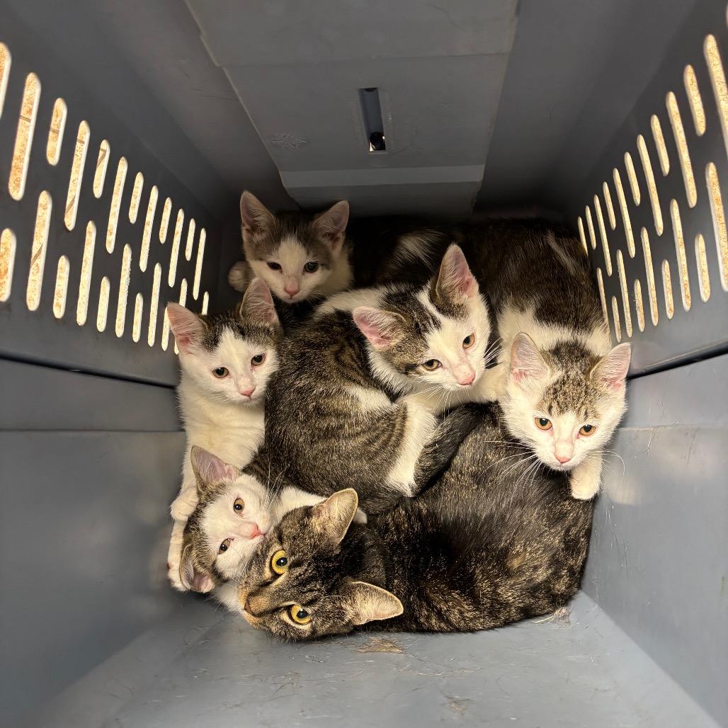 Booker, a Adoptable Domestic Short Hair in DeKalb, IL image 1/2
