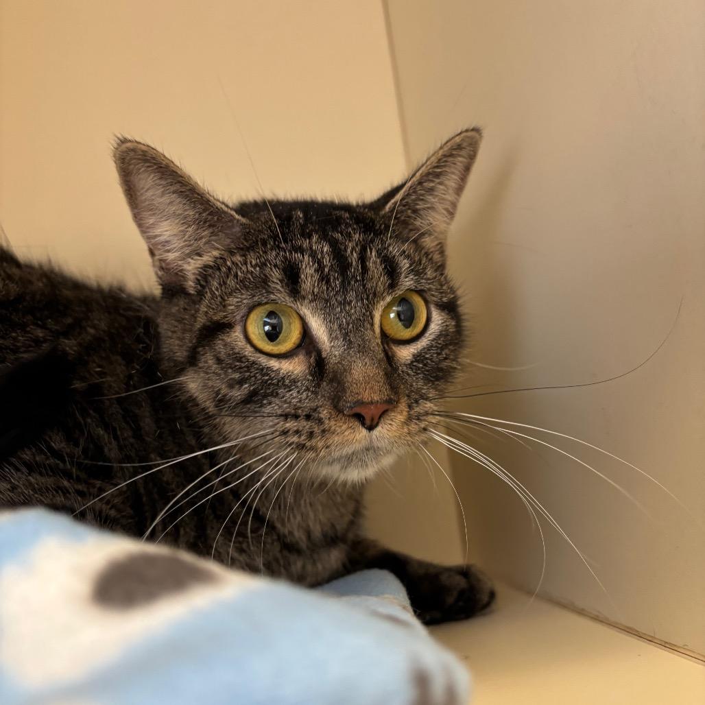 Booker, a Adoptable Domestic Short Hair in DeKalb, IL image 2/2