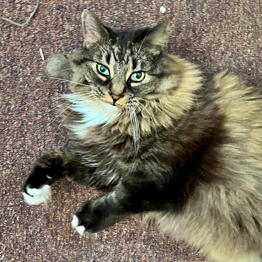 Enlarge Sugarfoot, a Adoptable Domestic Long Hair in Prescott, AZ image 1/6