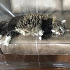 Enlarge Sugarfoot, a Adoptable Domestic Long Hair in Prescott, AZ image 2/6