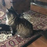Enlarge Sugarfoot, a Adoptable Domestic Long Hair in Prescott, AZ image 3/6