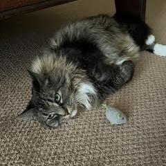 Enlarge Sugarfoot, a Adoptable Domestic Long Hair in Prescott, AZ image 4/6