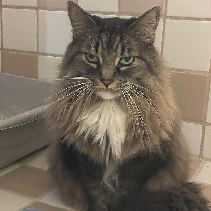 Enlarge Sugarfoot, a Adoptable Domestic Long Hair in Prescott, AZ image 5/6