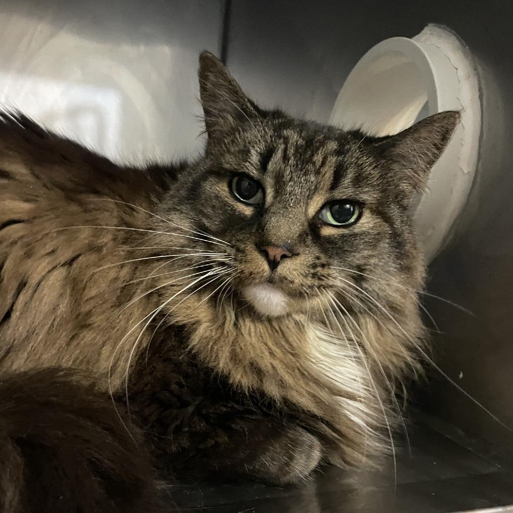 Enlarge Sugarfoot, a Adoptable Domestic Long Hair in Prescott, AZ image 6/6
