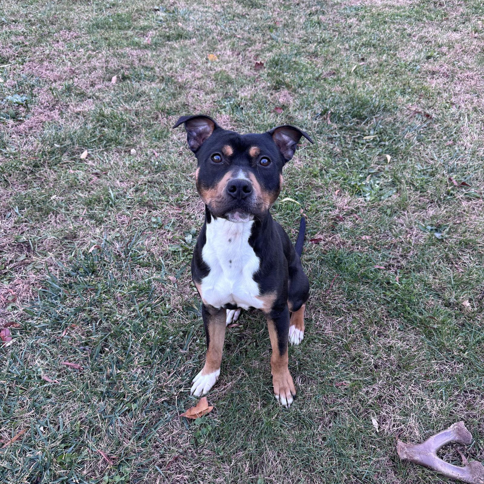 Enlarge Ernie, a Adoptable Mixed Breed in Berlin, NJ image 1/1