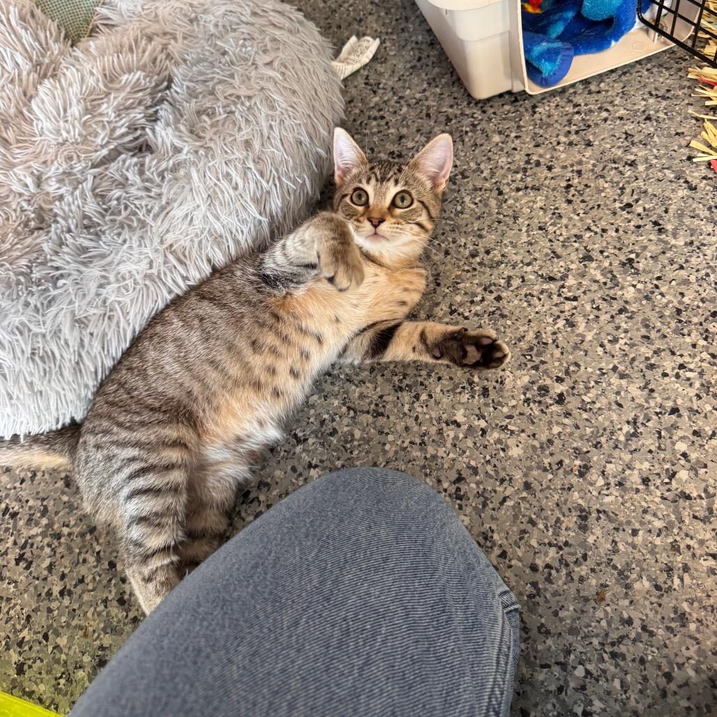 Enlarge Toppy, a Adoptable Domestic Short Hair in Mondovi, WI image 2/4