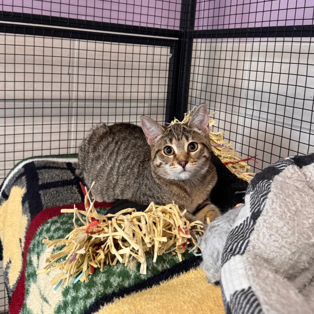 Enlarge Toppy, a Adoptable Domestic Short Hair in Mondovi, WI image 3/4
