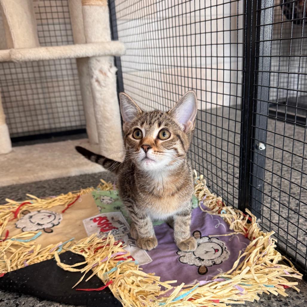 Enlarge Toppy, a Adoptable Domestic Short Hair in Mondovi, WI image 4/4