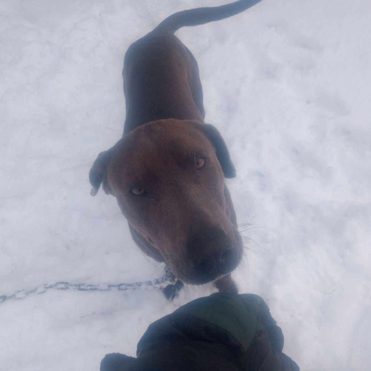 Rufus , ADOPTABLE, Adult Male Pit Bull Terrier & Doberman Pinscher.