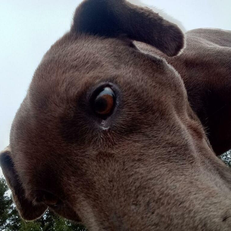 Enlarge Rufus , a ADOPTABLE mixed breed in Charleston , WV image 2/3