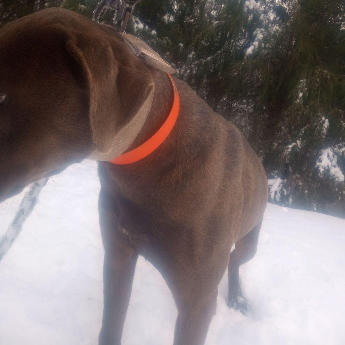 Enlarge Rufus , a ADOPTABLE mixed breed in Charleston , WV image 3/3