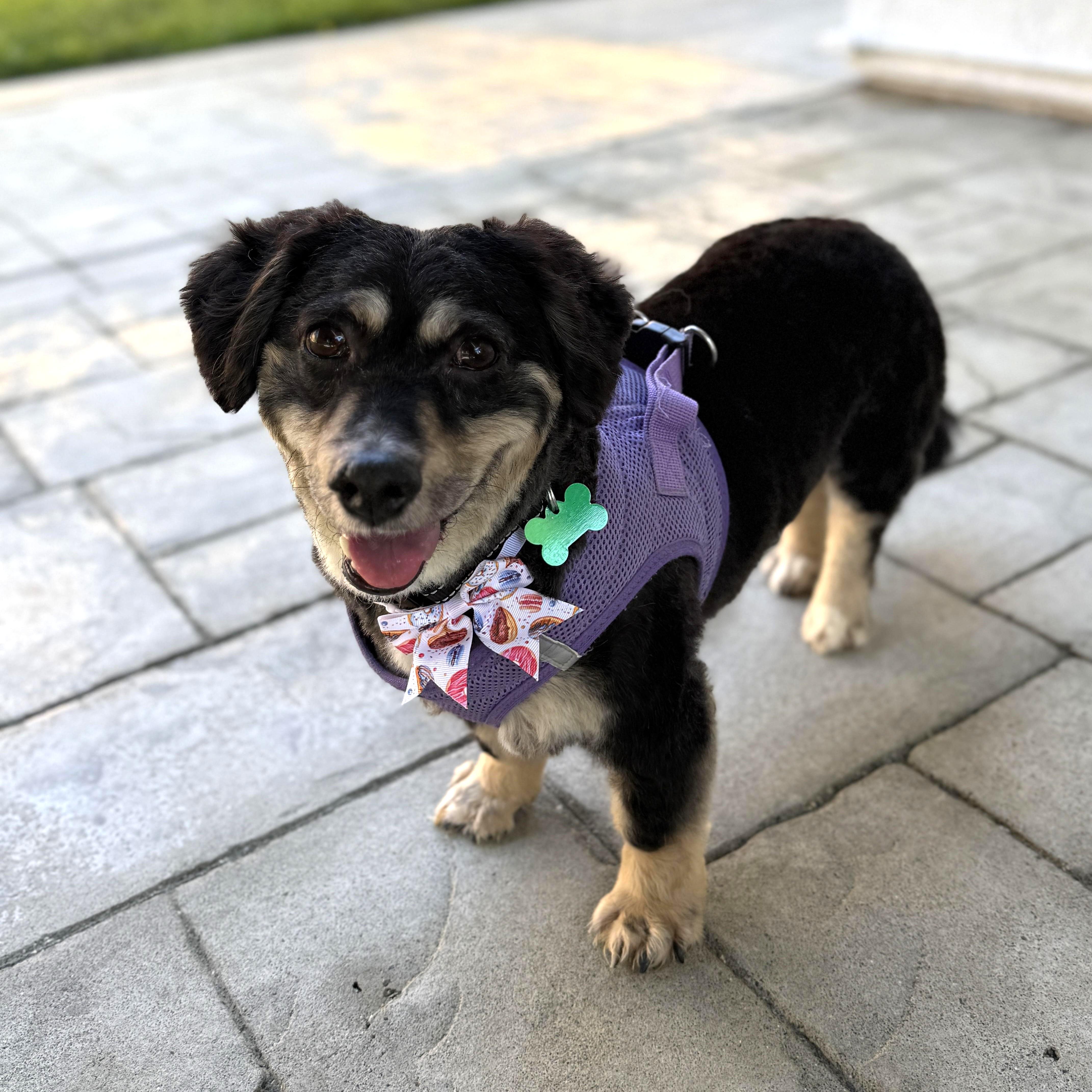 Enlarge Liam, a ADOPTABLE mixed breed in Mission Viejo, CA image 2/4