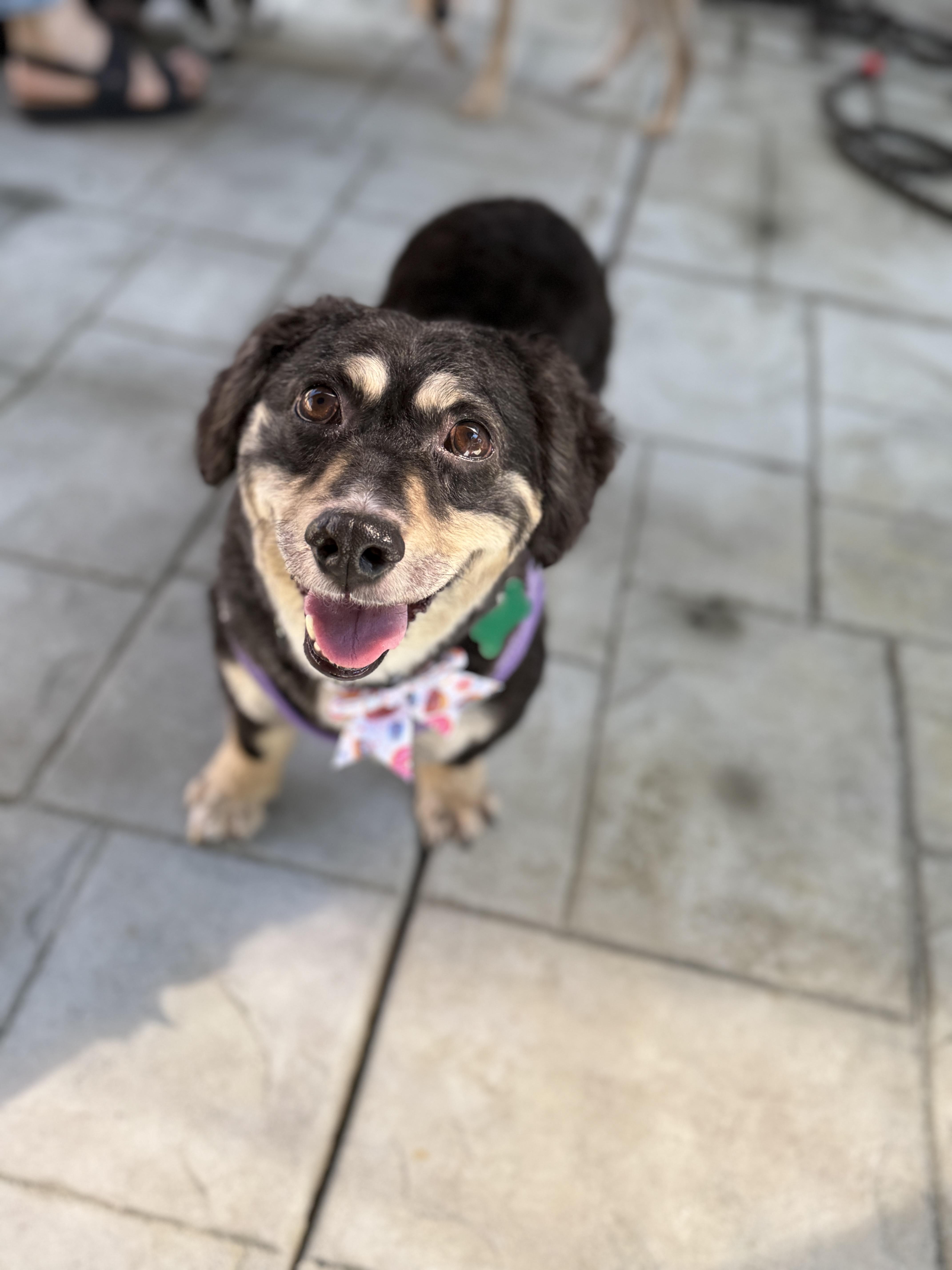 Enlarge Liam, a ADOPTABLE mixed breed in Mission Viejo, CA image 4/4