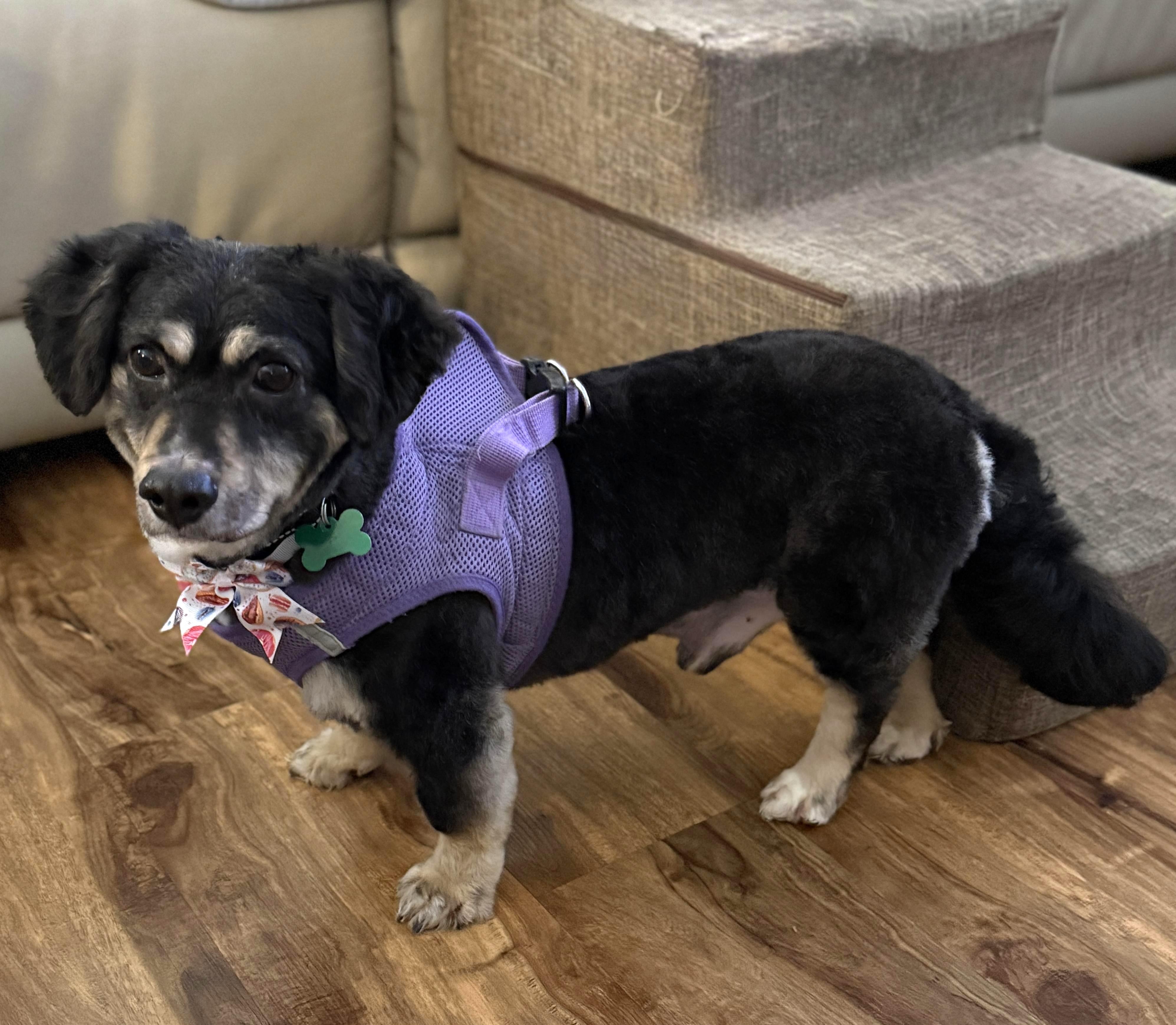 Liam, ADOPTABLE, Adult Male Cocker Spaniel & Corgi.
