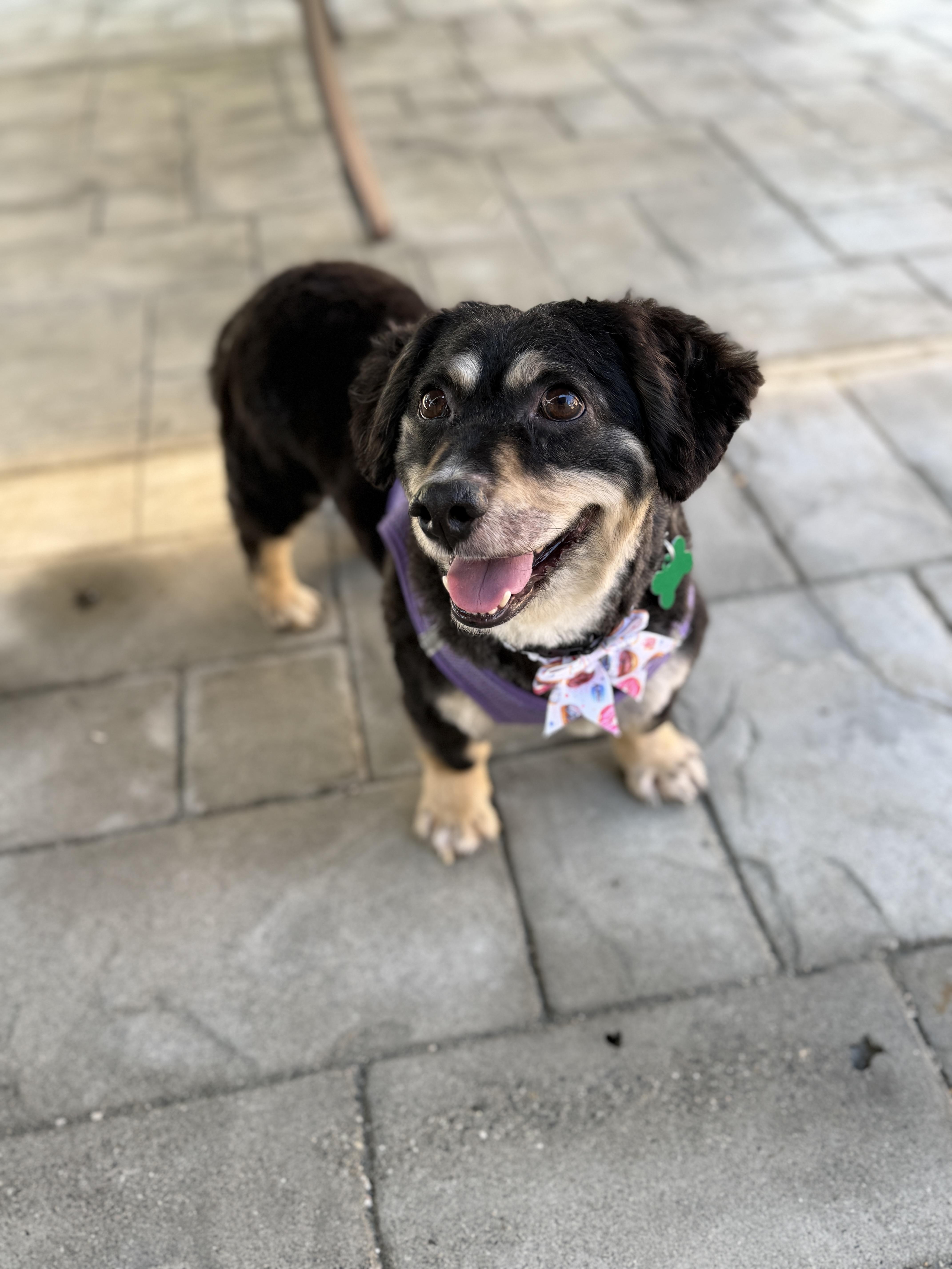 Enlarge Liam, a ADOPTABLE mixed breed in Mission Viejo, CA image 3/4