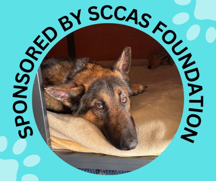 Enlarge JASPER*, a Adoptable mixed breed in Santa Cruz, CA image 1/1