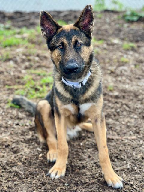 JASPER*, Adoptable, Young Male German Shepherd Dog.