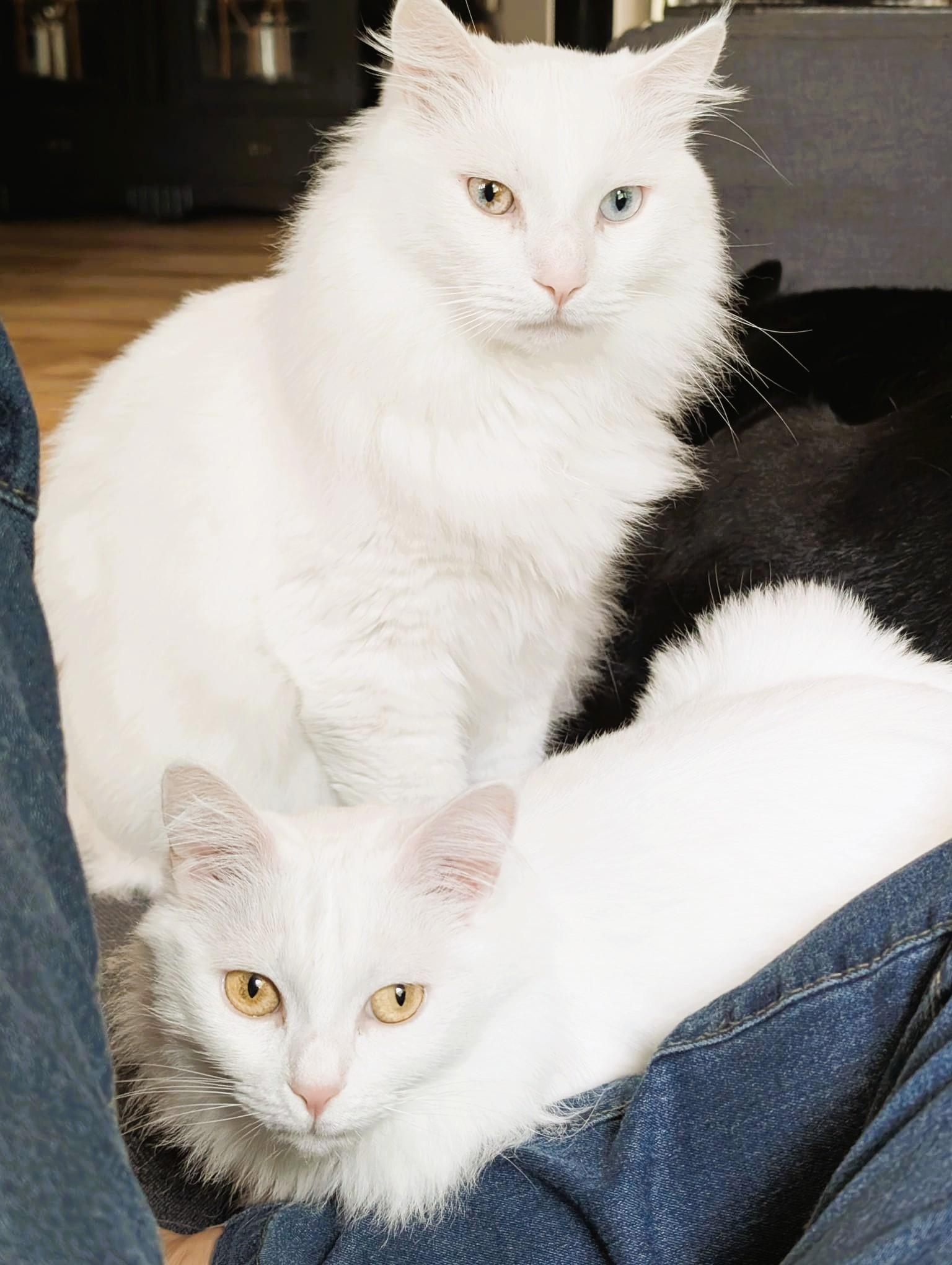Cottonelle Pure Sil-Vel (bonded brother and sister)