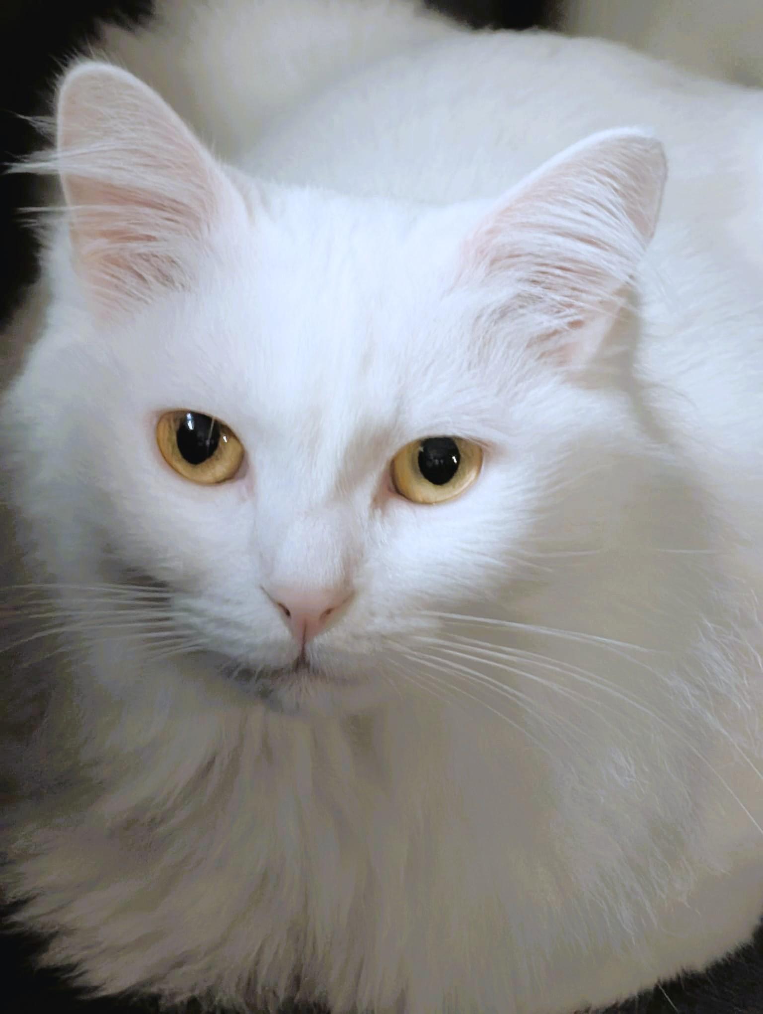 Cottonelle Pure Sil-Vel (bonded brother and sister), a Adoptable Turkish Angora in Mississauga, ON image 2/5