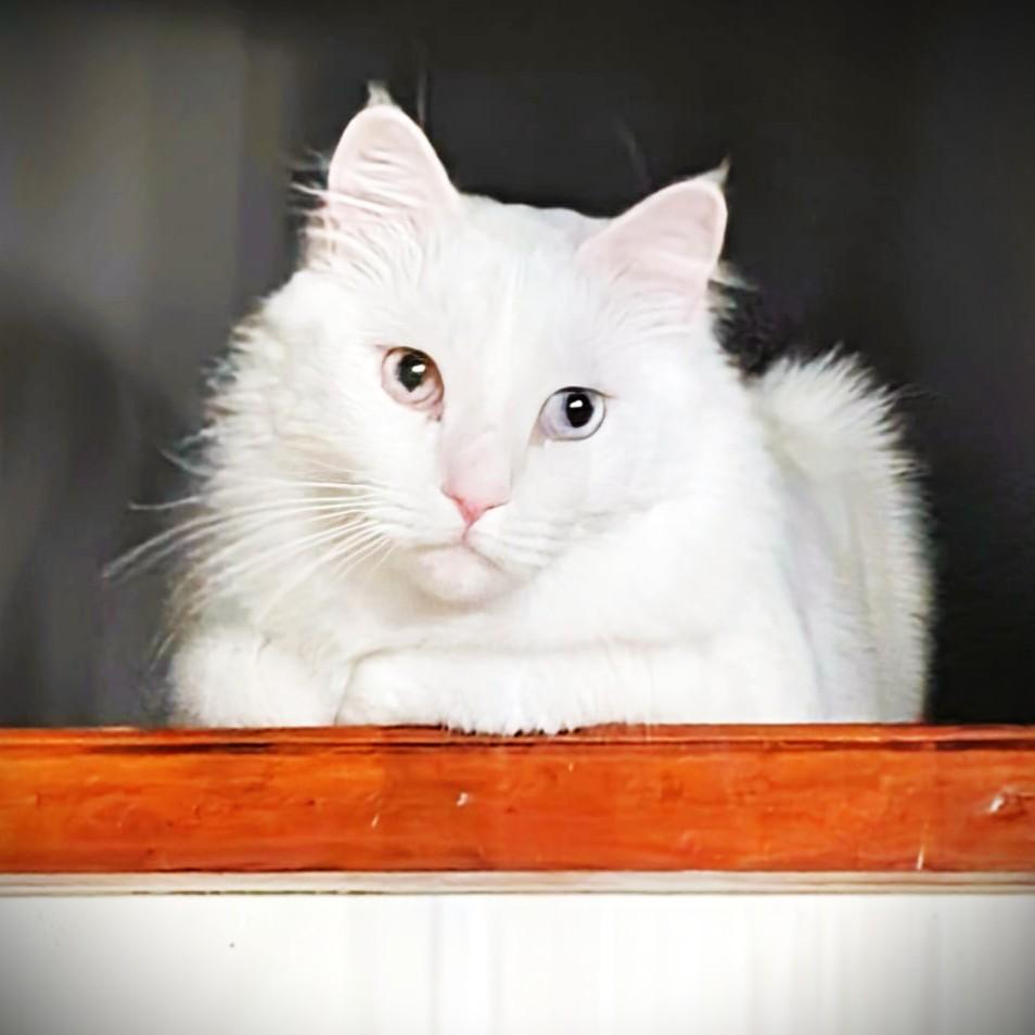 Cottonelle Pure Sil-Vel (bonded brother and sister), a Adoptable Turkish Angora in Mississauga, ON image 3/5