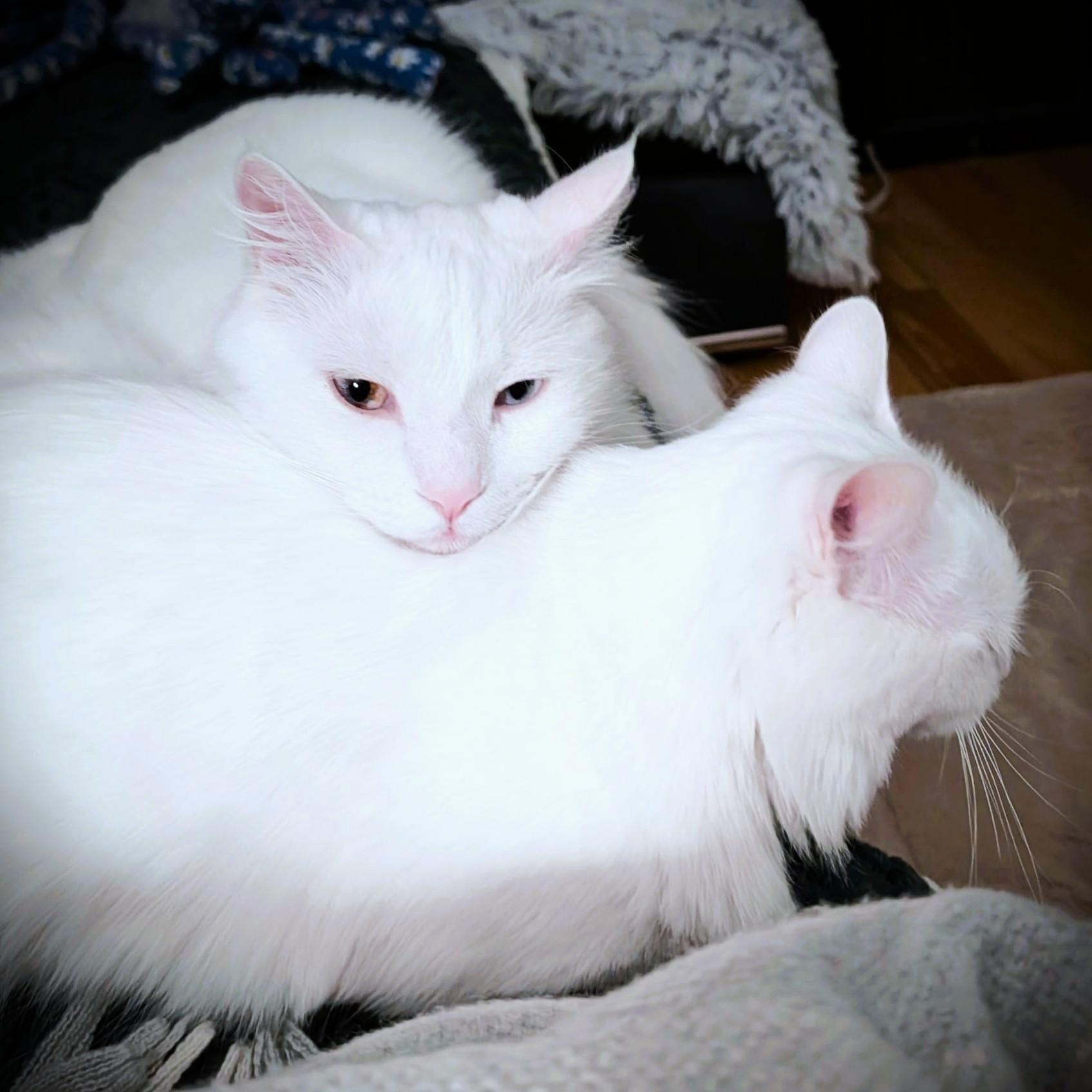 Cottonelle Pure Sil-Vel (bonded brother and sister) photo 2