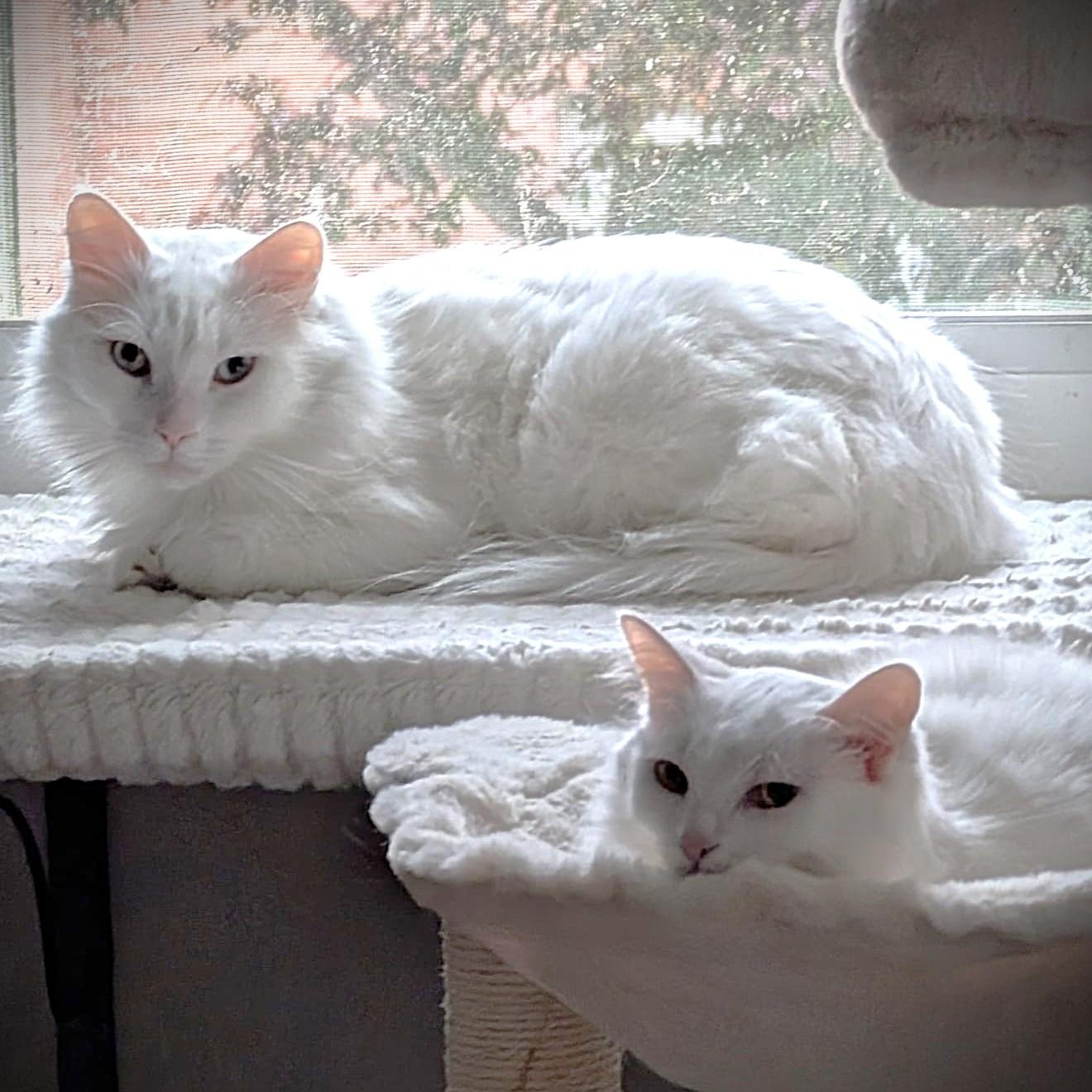 Cottonelle Pure Sil-Vel (bonded brother and sister), Adult Male unknown