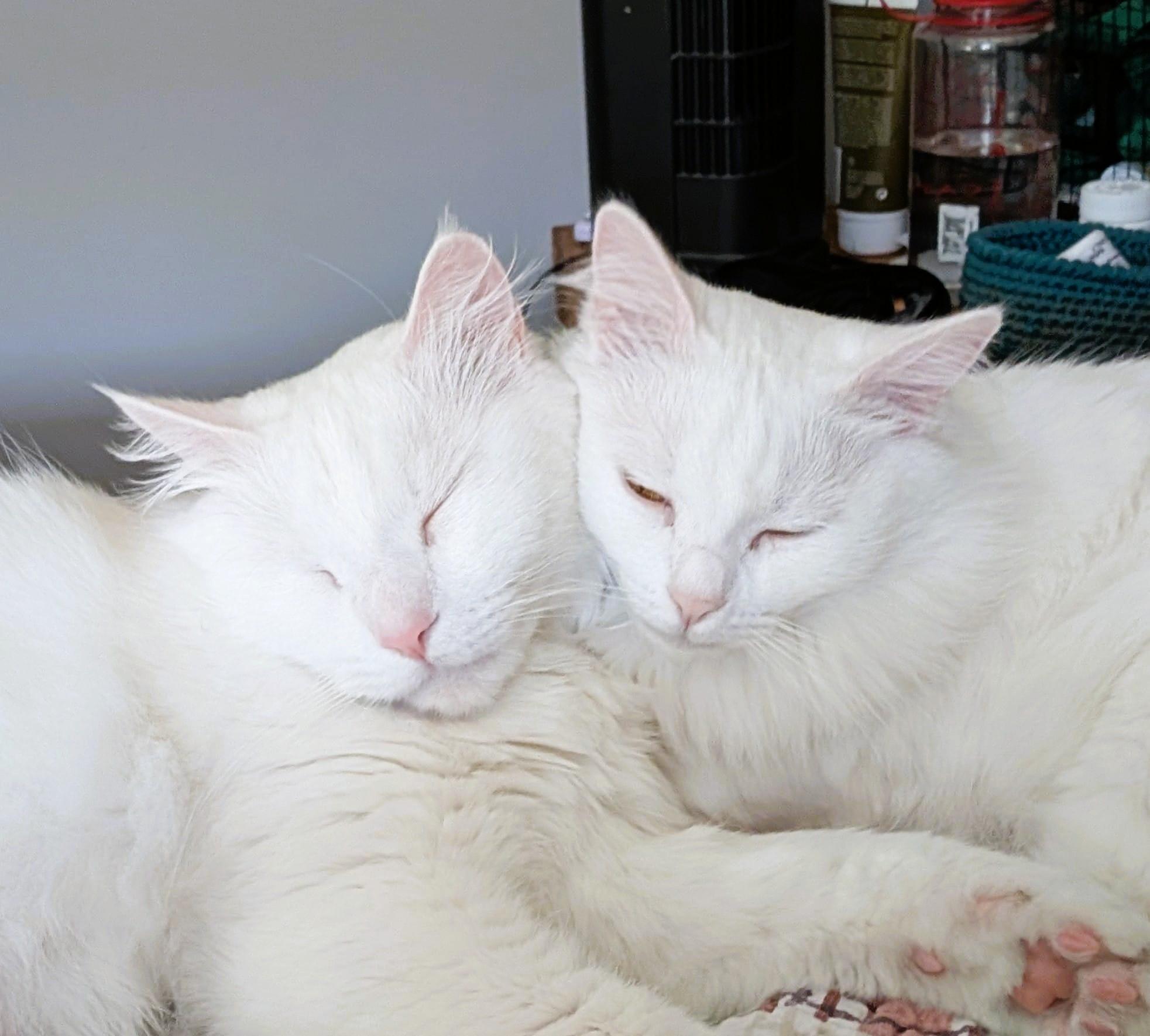 Cottonelle Pure Sil-Vel (bonded brother and sister), a Adoptable Turkish Angora in Mississauga, ON image 4/5