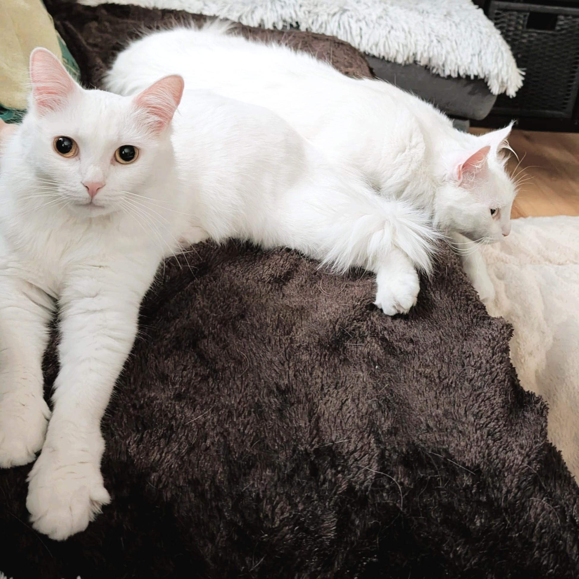 Cottonelle Pure Sil-Vel (bonded brother and sister) photo 5