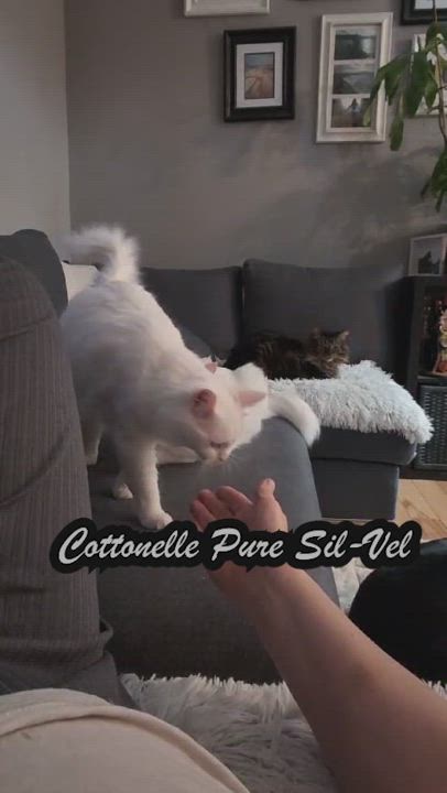 Enlarge Cottonelle Pure Sil-Vel (bonded brother and sister), a Adoptable Turkish Angora in Mississauga, ON video 5/5