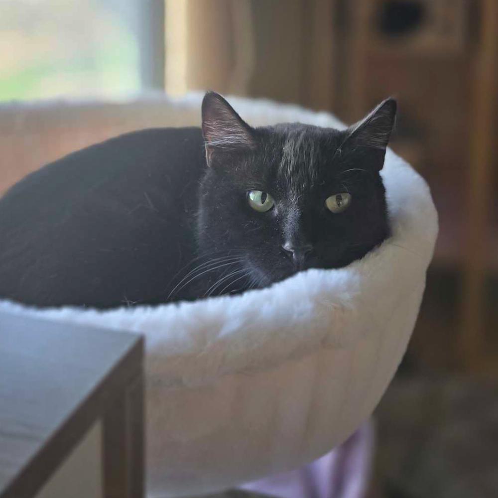 Nyxy, Adoptable, Adult Female Domestic Short Hair.