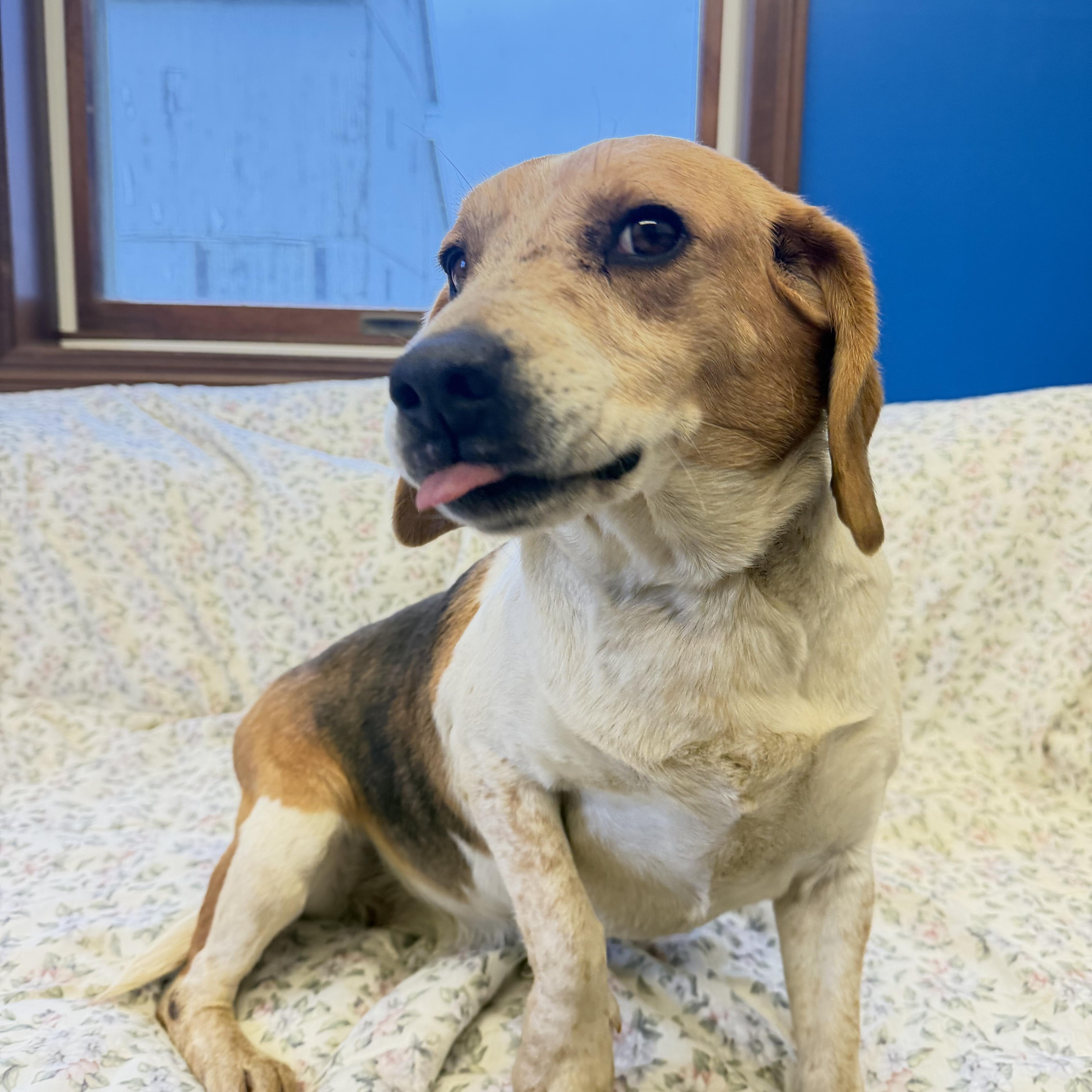 Enlarge Ana, a ADOPTABLE Beagle in Millersburg, OH image 1/3