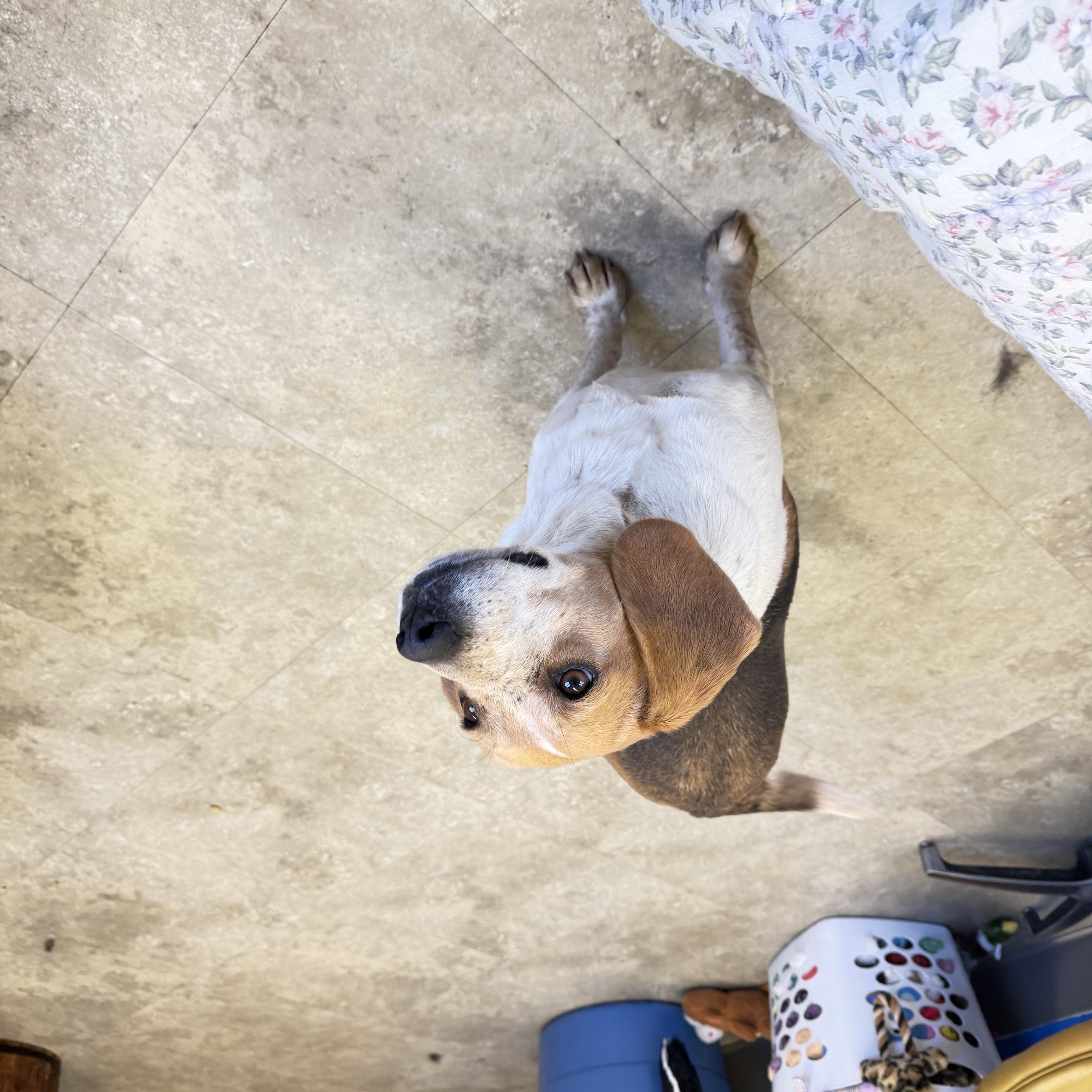 Enlarge Ana, a ADOPTABLE Beagle in Millersburg, OH image 3/3