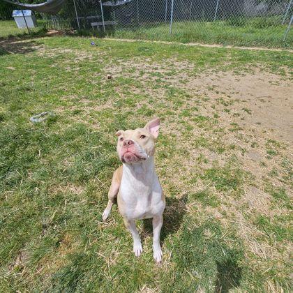 George, an adoptable mixed breed in Mishawaka, IN image 2/6