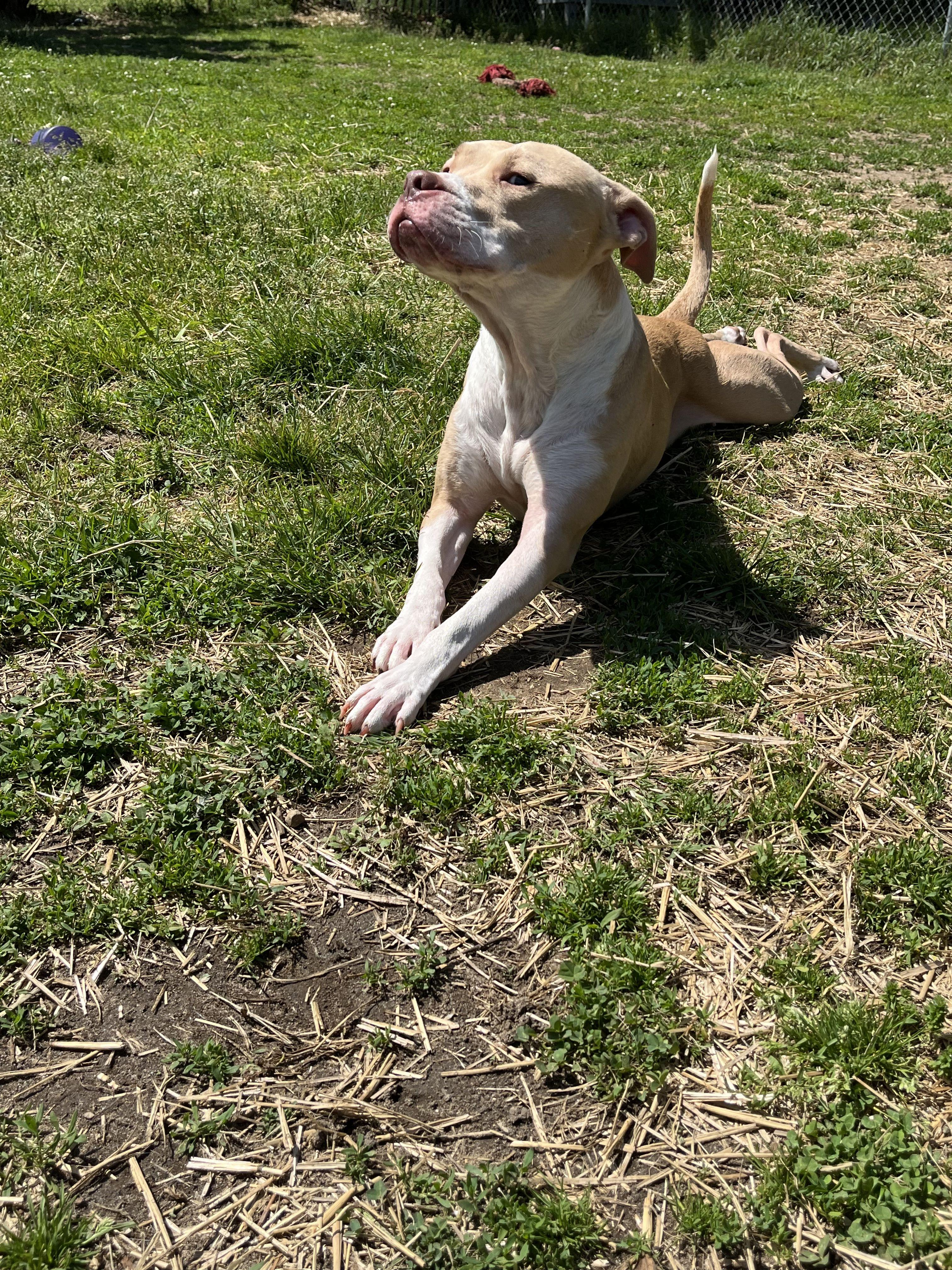 George, an adoptable mixed breed in Mishawaka, IN image 6/6