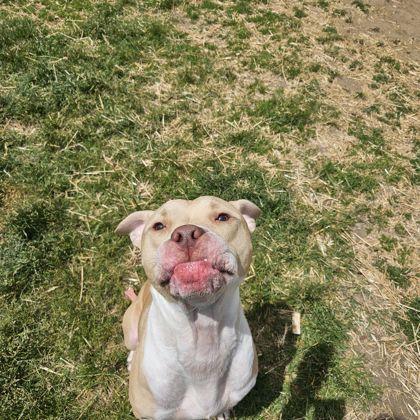 George, an adoptable mixed breed in Mishawaka, IN image 4/6