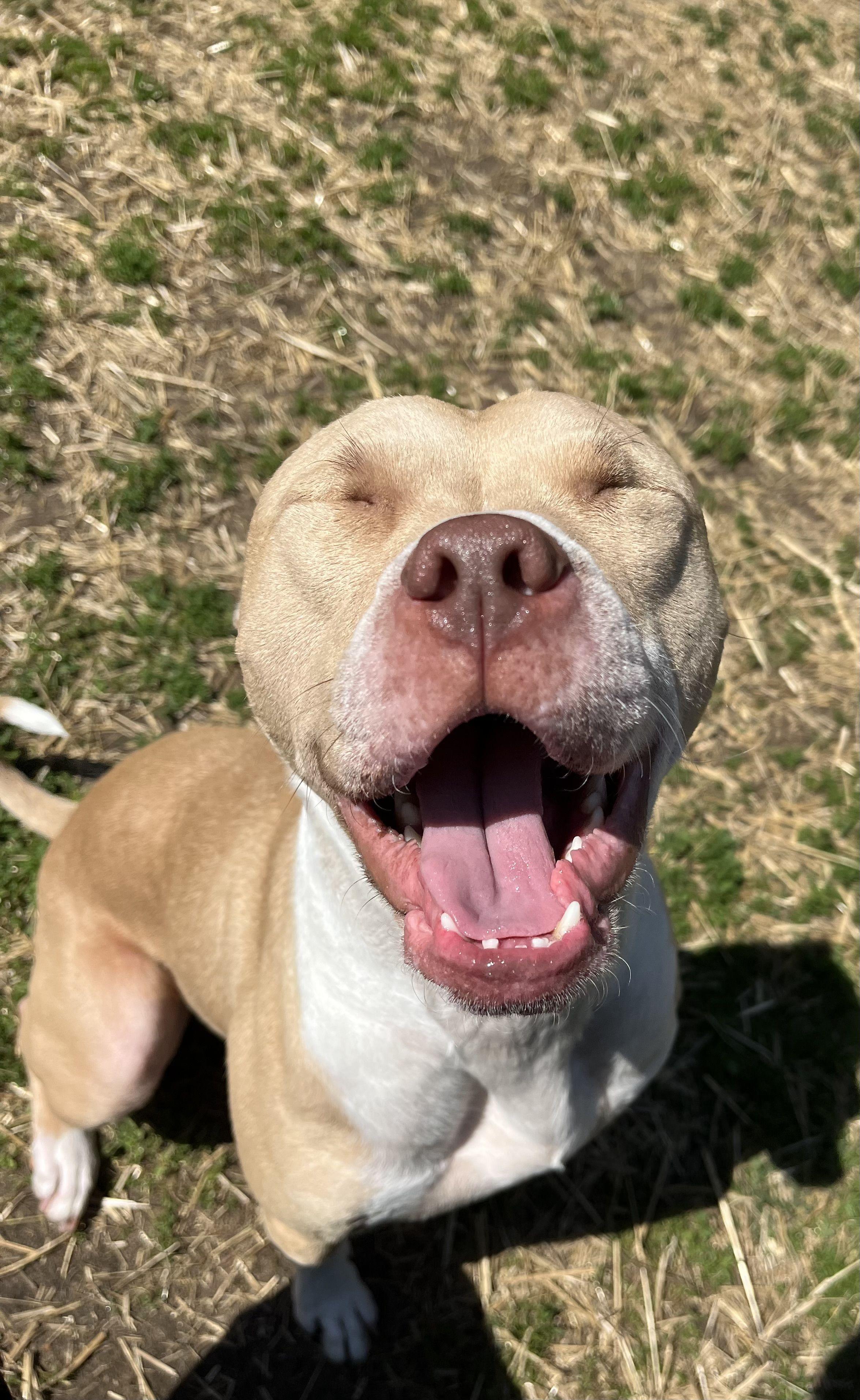 George, an adoptable mixed breed in Mishawaka, IN image 3/6