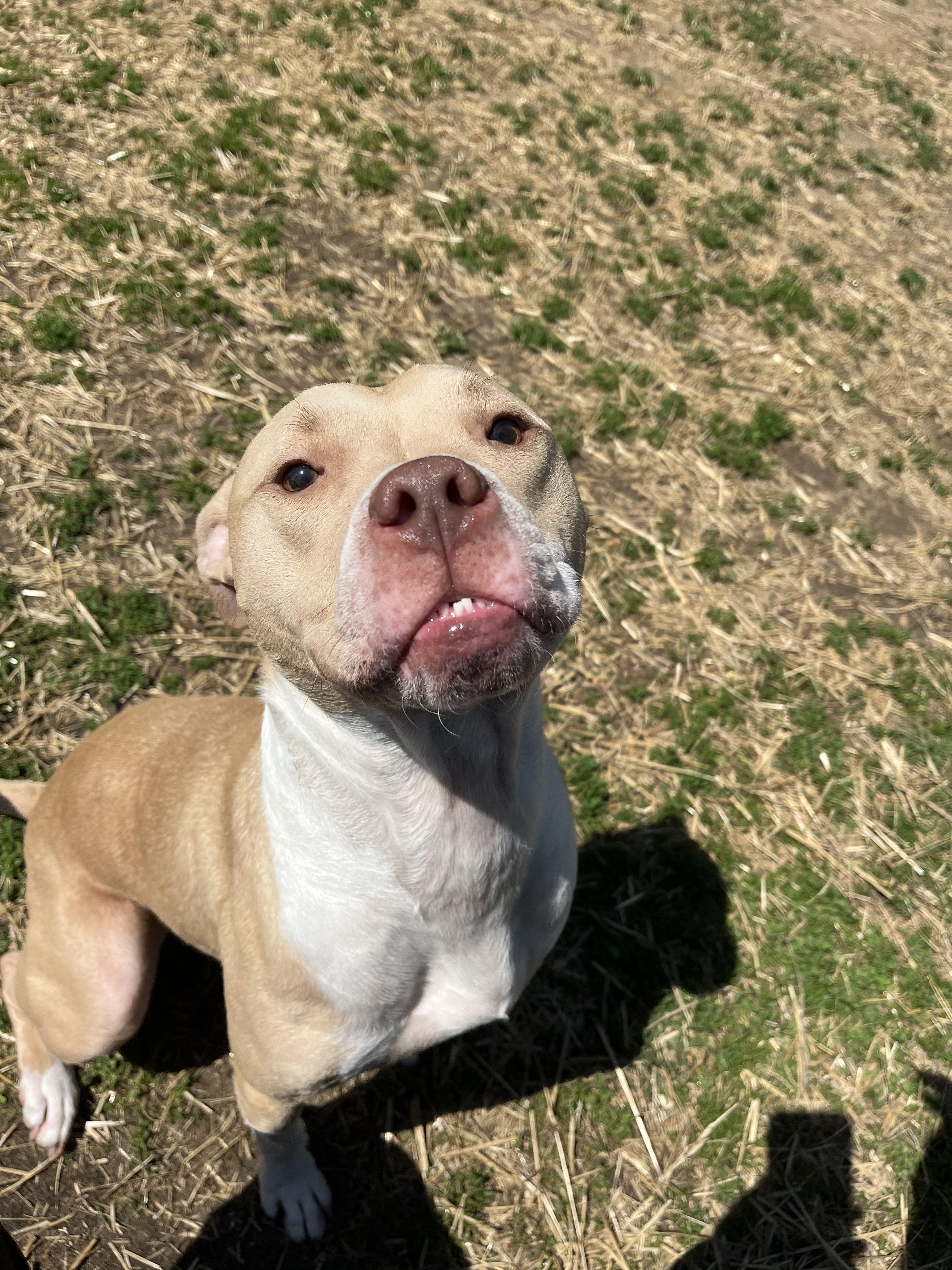 George, an adoptable mixed breed in Mishawaka, IN image 5/6