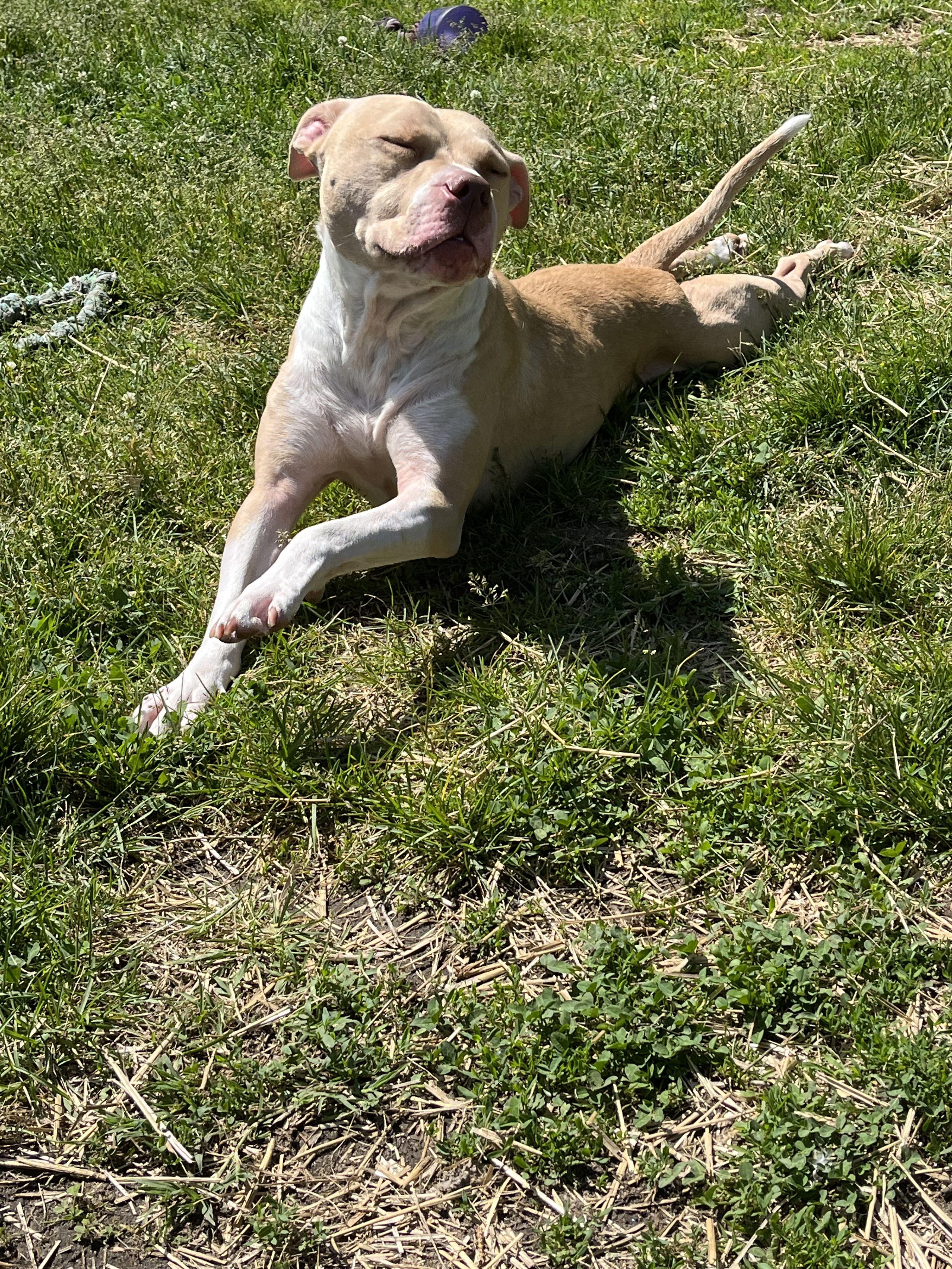 George, adoptable, Young Male Mixed Breed.