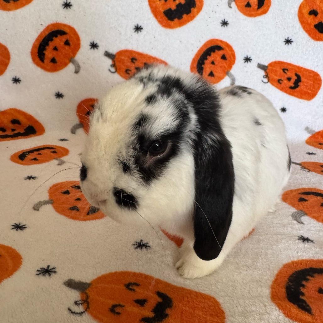 Houdini, Adoptable, Adult Male Mini Lop.