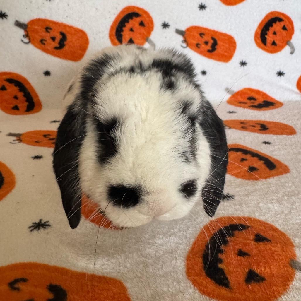 Enlarge Houdini, a Adoptable Mini Lop in Brea, CA image 2/6