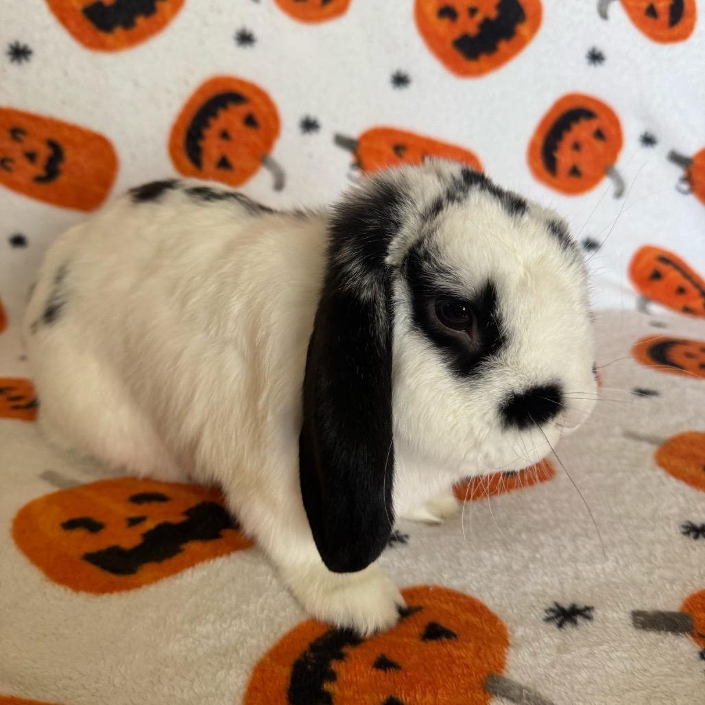 Enlarge Houdini, a Adoptable Mini Lop in Brea, CA image 3/6